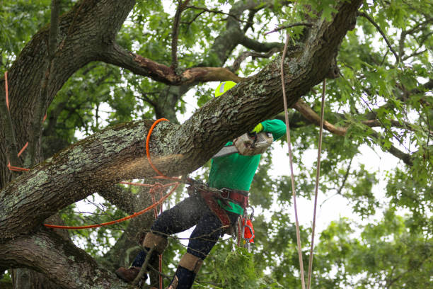 Best Tree Removal  in Willowbrook, CA